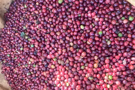 Giá cà phê quay đầu giảm mạnh 1.200-1.300 đồng/kg
