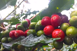 Cà phê giảm giá nhẹ, xuống còn 85.500-86.000 đồng/kg