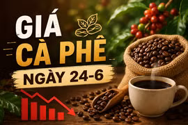 Giá cà phê ngày 24-6: Mất thêm 800 đồng, lùi về sát mốc 88.000 đồng/kg