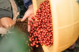 Tăng thêm đến 2.000 đồng/kg, cà phê trong nước cán mốc 88.000 đồng