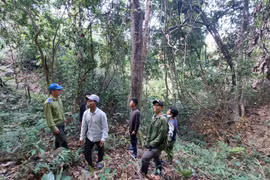 Gia Lai: Phát hiện 153 vụ vi phạm pháp luật về lâm nghiệp