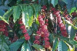 Cà phê quay đầu tăng, lấy lại mốc 86.000 đồng/kg