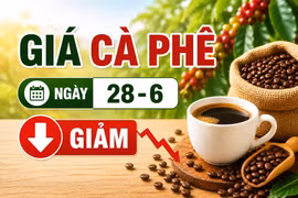 Giá cà phê ngày 28-6: Quay đầu giảm 600 đồng/kg