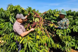 Công ty Cà phê Ia Sao 2: Dấu ấn 40 năm trên đất Tây Nguyên