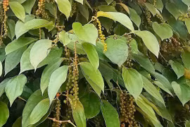 Giá hồ tiêu giảm mạnh đến 3.000 đồng/kg sau nhiều ngày đi ngang