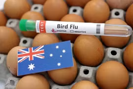 Australia không còn là lục địa duy nhất trên thế giới chưa ghi nhận cúm gia cầm H5