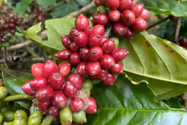 Ngày 8-5, cà phê tăng thêm 1.000 đồng/kg