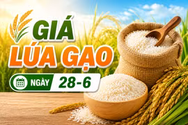Giá lúa gạo ngày 28-6: Lúa tươi “mất thêm” 100 đồng/kg, gạo ổn định