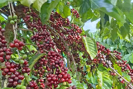 Ngày 5-6, giá cà phê tại Gia Lai giảm 1.300 đồng/kg