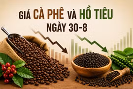 Ngày 30-8: Cà phê tiếp tục giảm, hồ tiêu mất 1.000-1.500 đồng/kg