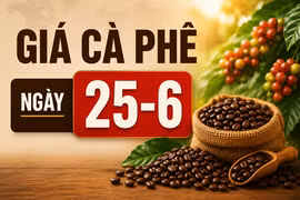 Giá cà phê ngày 25-6: Đảo chiều tăng, cao nhất 88.700 đồng/kg