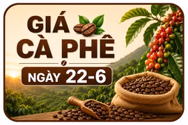 Giá cà phê trong nước ngày 22-6 giảm nhẹ 300 đồng/kg