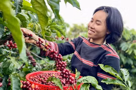 Chuỗi sự kiện cà phê đặc sản Gia Lai sẽ diễn ra vào tháng 11-2026