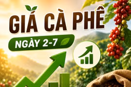 Giá cà phê ngày 2-7: Tăng mạnh, lên mốc 90.400 đồng/kg