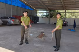 Gia Lai siết chặt quản lý, bảo vệ động vật hoang dã 