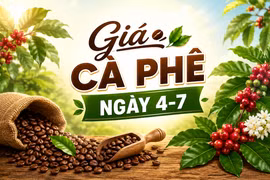 Giá cà phê ngày 4-7: Tiếp đà tăng, đạt mức cao nhất kể từ cuối tháng 3