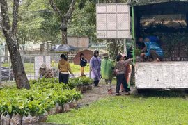 Đak Sơmei hỗ trợ giống cây trồng, vật tư nông nghiệp cho người dân sản xuất
