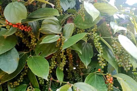 Giá cà phê và hồ tiêu cùng “lao dốc” trong ngày 20-5