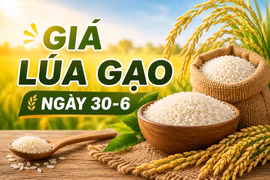 Giá lúa gạo ngày 30-6: Gạo nguyên liệu xuất khẩu CL 555 tăng lên 9.300 đồng/kg