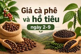 Ngày 2-9: Cà phê vừa tăng đã đứng giá, hồ tiêu tiếp tục ổn định
