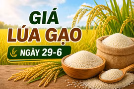 Giá lúa gạo ngày 29-6: Gạo xuất khẩu tiếp tục khởi sắc