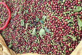 Giá cà phê giảm nhẹ, hồ tiêu đồng loạt tăng 1.000 đồng/kg