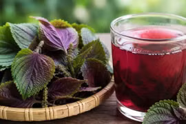 Uống nước lá tía tô thế nào cho đúng?