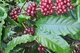 Ngày 19-4, giá cà phê tiếp đà giảm sâu 2.000-2.100 đồng/kg