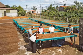 Đánh thức giá trị du lịch của cây cà phê