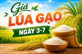Giá lúa gạo ngày 3-7: Gạo nguyên liệu xuất khẩu tăng nhẹ, thị trường ít biến động