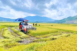 Giá gạo nguyên liệu tăng nhẹ 150-200 đồng/kg trong ngày 29-7