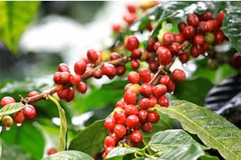 Cà phê lại quay đầu giảm 300-600 đồng/kg trong ngày 6-9