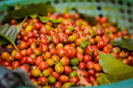 Tại Gia Lai, cà phê hiện có giá 120.200 đồng/kg, tăng 2.200 đồng/kg trong ngày 14-9. Ảnh: Internet