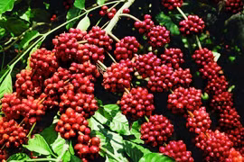 Ngày 17-12, giá cà phê tiếp tục giảm sâu đến 2.200 đồng/kg