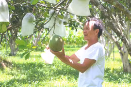 Sản xuất nông nghiệp gắn với thị trường: Hiệu quả "kép"