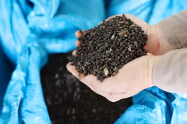Giá hồ tiêu tăng 500-3.000 đồng/kg trong ngày 23-8