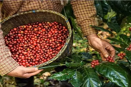 Giá cà phê trong nước tiếp tục lập kỷ lục mới, tiến sát 124.000 đồng/kg