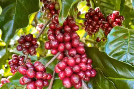 Ngày 21-9, giá cà phê trong nước “lao dốc” mạnh 5.000 đồng/kg. Ảnh: V.T