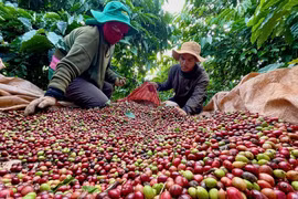Cà phê và hồ tiêu cùng tăng giá trong ngày cuối cùng của tháng 7