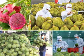 Xuất khẩu rau quả của Việt Nam đạt hơn 6,1 tỷ USD trong 9 tháng năm 2025. Ảnh: vtv.vn