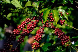 Giá cà phê giảm nhẹ, về mức 86.500 đồng/kg