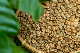 Giá cà phê lập đỉnh mới ở mốc 118.300 đồng/kg trong ngày 24-10. Ảnh: Internet