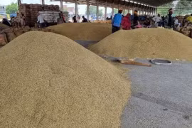 Chính phủ Ấn Độ vừa công bố dỡ bỏ lệnh cấm xuất khẩu cám gạo khử dầu. Ảnh minh họa: Internet