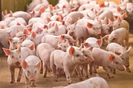 Giá heo hơi tại Gia Lai và Hà Tĩnh thấp nhất cả nước, ở mức 46.000 đồng/kg.