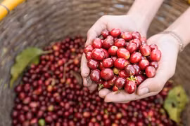 Cà phê tại Gia Lai ngày 13-11 giảm 600 đồng/kg, còn 118.000 đồng/kg.