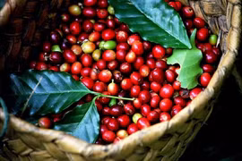 Ngày 10-12, giá cà phê trong nước giảm 2.000-2.100 đồng/kg