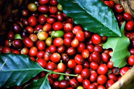 Giá cà phê nhích nhẹ ngày cuối tháng 11, dao động 111.300-112.300 đồng/kg.