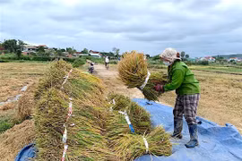 Ngày 2-12, giá lúa tươi bật tăng 100-400 đồng/kg sau 1 tuần đi ngang.
