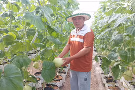 Nông dân xã Ia Phí chuyển đổi diện tích cà phê già cỗi sang trồng dưa lưới, đem lại hiệu quả kinh tế cao. Ảnh: N.D