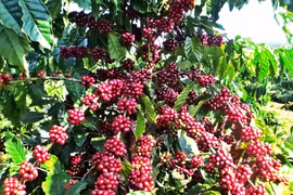 Giá cà phê tăng mạnh đến 2.500 đồng/kg trong ngày 25-12